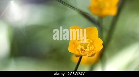 Buttercup oder scharfer Butterbecher, Ranunculus acris, mit gelber Blüte vor verschwommenem Hintergrund mit viel Freiraum Stockfoto