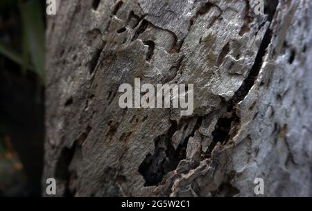 Art Holz Textur Hintergrund Design Oberfläche mit natürlichen Muster aus thailand Stockfoto