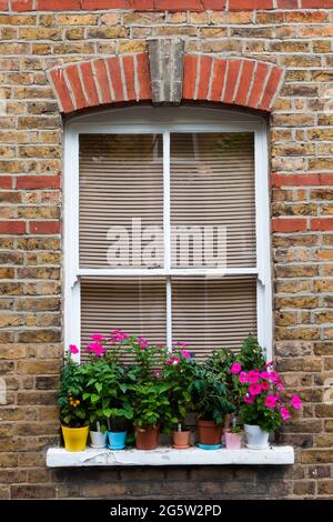 Bunte Blumentöpfe auf einer Fensterbank. Vor einem verblindeten Schrägstrich-Fenster. VEREINIGTES KÖNIGREICH. Stockfoto