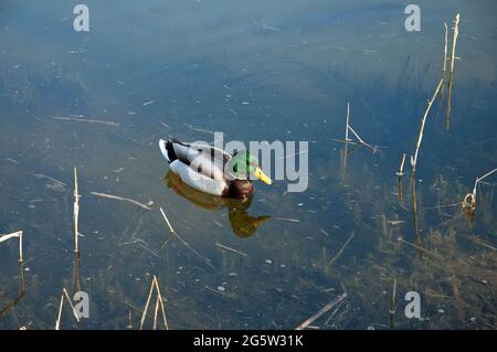 S'Albufera, Mallorca, Balearen, Spanien Stockfoto