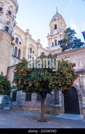 Orangenbäume vor der Kathedrale in Malaga, Spanien. Stockfoto