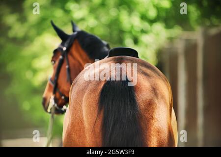 Eine Rückansicht eines mit einem dunklen Schwanz gesattelten Lorbeerpferdes, das an einem Sommertag in der Nähe des Stalls und des grünen Laubes der Bäume steht. Pferdesport Stockfoto