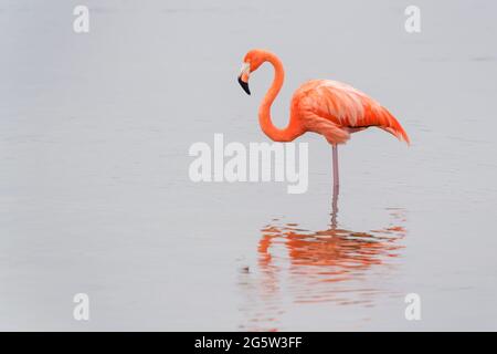 Amerikanischer oder karibischer Flamingo (Phoenicopterus ruber) im Wasser stehend mit Reflexion, Goto-See, Bonaire, niederländische Karibik. Stockfoto