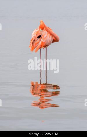 American oder Caribbean Flamingo (Phoenicopterus ruber) im Wasser preening mit Reflexion, See Goto, Bonaire, Dutch Caribbean. Stockfoto