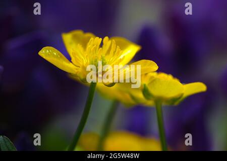 Gelbe Butterblume blüht auf einem violetten Hintergrund. Ranunculus acris oder Butterblume. Gelbe Wildblumen. Stockfoto