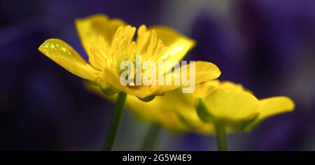 Gelbe Butterblume blüht auf einem violetten Hintergrund. Ranunculus acris oder Butterblume. Gelbe Wildblumen. Blumenbanner. Stockfoto
