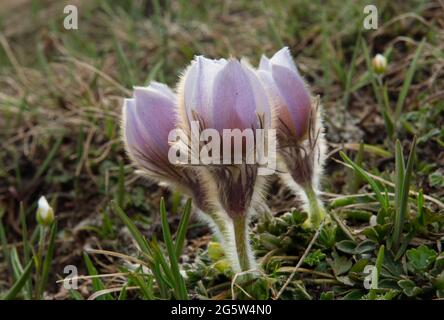 Zwei Frühlingsblumen blühen im frühen Frühjahr auf einer alpinen Wiese Stockfoto