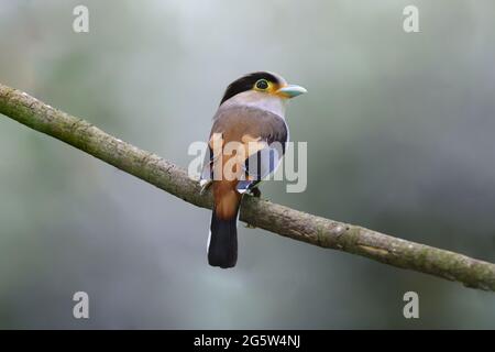 Ein immer süß aussehender Silberreiher Stockfoto