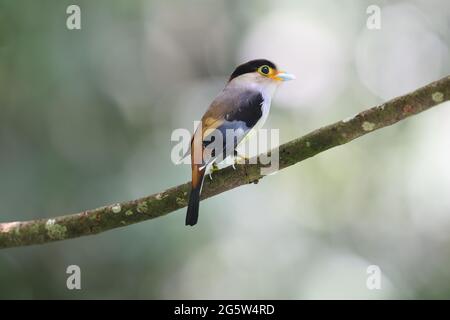 Ein immer süß aussehender Silberreiher Stockfoto