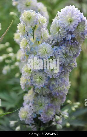 Doppelblühiger weißer Lerchensporn (Delphinium) Mondschein blüht im Juli in einem Garten Stockfoto