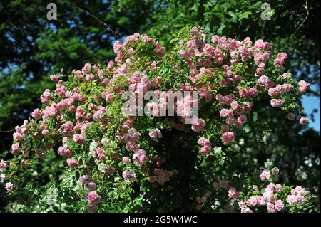 Pink Climbing Hybrid Multiflora Rose (Rosa) Paul's Tea Rambler blüht im Juni in einem Garten Stockfoto
