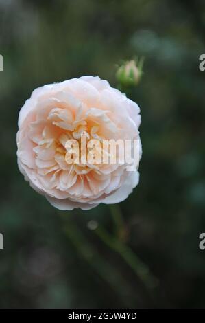 Aprikosengelbe englische Strauchrose (Rosa) Kronprinzessin Margareta blüht im Oktober in einem Garten Stockfoto
