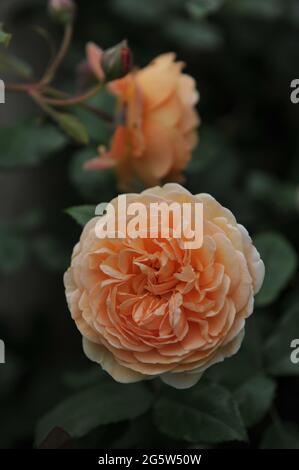 Aprikosengelbe englische Strauchrose (Rosa) Kronprinzessin Margareta blüht im Juni in einem Garten Stockfoto