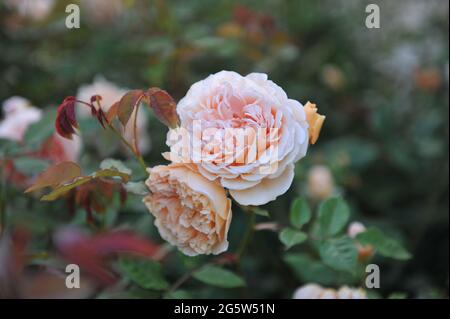 Aprikosengelbe englische Strauchrose (Rosa) Kronprinzessin Margareta blüht im Juni in einem Garten Stockfoto