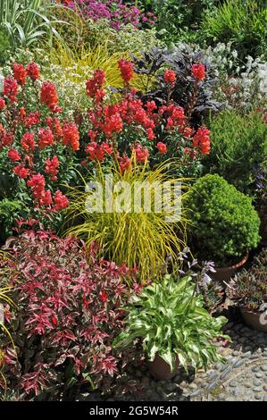 Der goldene Sedge von Bowles (Carex elata Aurea) wächst im Juli in einem Terracotta-Topf mit Snakdrachen, Hostas und Nadelbäumen in einem Container-Terrassengarten Stockfoto