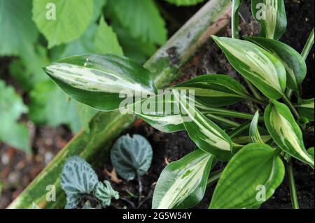 Die kleine Hosta Dixie Chickadee mit dicken, wachsartigen, cremig-gelben Blättern, die dunkelgrün eingefasst und mit grünen Flecken gespickt sind, wächst in einem Terrakotta-Topf Stockfoto