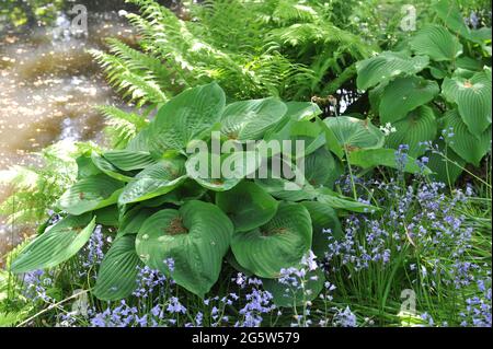 Hosta Domaine de Courson mit großen grünen Blättern wächst im Mai in einem Garten Stockfoto