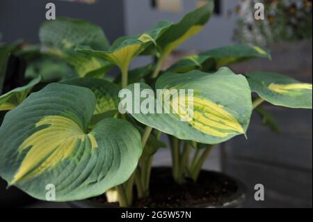 Im April wächst in einem Topf in einem Garten der bunte Hosta Dream Weaver mit großen bläulich-grünen Blättern mit einem zentralen Streifen cremig-blassgelben Stockfoto