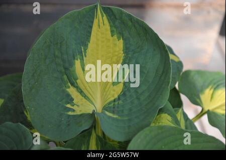 Im April wächst in einem Topf in einem Garten der bunte Hosta Dream Weaver mit großen bläulich-grünen Blättern mit einem zentralen Streifen cremig-blassgelben Stockfoto