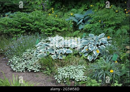 Die Hostas El Nino und Blue Vision wachsen in einem schattigen Laubumrandung mit Lamium Red Nancy und Polygonatum odoratum Variegatum Stockfoto