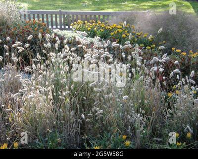 Im Oktober blüht das Hase-Schwanzgras (Lagurus ovatus) in einem Gartenblumenbett mit anderen einjährigen Pflanzen hinter einer Bank Stockfoto