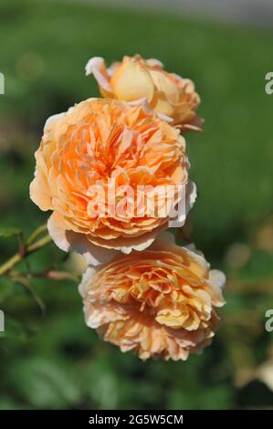 Aprikosengelbe englische Strauchrose (Rosa) Kronprinzessin Margareta blüht im Juni in einem Garten Stockfoto