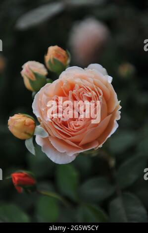 Aprikosengelbe englische Strauchrose (Rosa) Kronprinzessin Margareta blüht im Mai in einem Garten Stockfoto