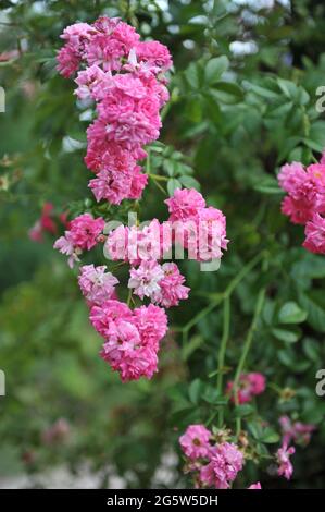 Rosa großblütige Kletterrose (Rosa) das Deutsche Rosarium Dortmund blüht im Juni in einem Garten Stockfoto