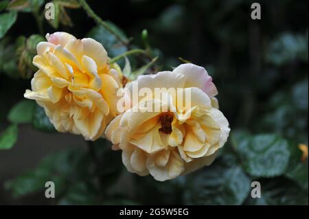 Gelbe, großblütige Kletterrose (Rosa) im Juni blühen in einem Garten träumende Spitzen Stockfoto