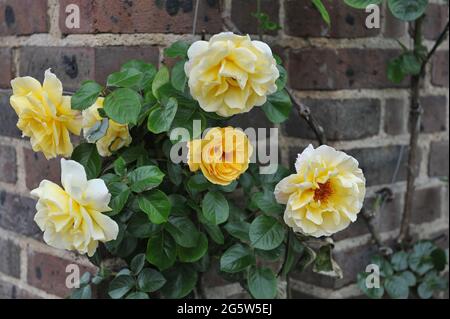 Gelbe großblütige Kletterrose (Rosa) Traumende Spitzen blühen im Mai in einem Garten auf einer Ziegelmauer Stockfoto