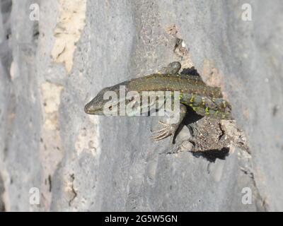 Teneriffa, Kanarische Inseln Stockfoto