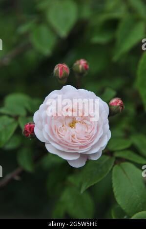 Weiß mit rosafarbenem Rouge im Juni blüht die Hybride Sempervirens Rose (Rosa) Felicite et Perpetue in einem Garten Stockfoto