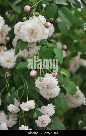 Weiß mit rosafarbenem Rouge auf einer Ausstellung im Mai blüht die Hybride Sempervirens Rose (Rosa) Felicite et Perpetue Stockfoto