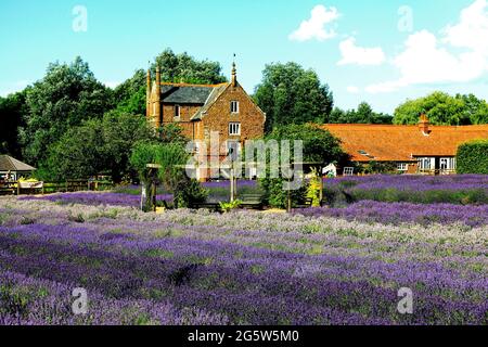 Norfolk Lavender, Caley Hall, Heacham, Norfolk, England, VEREINIGTES KÖNIGREICH Stockfoto