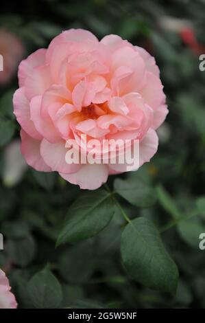 Korallen-rosa Kletterrose (Rosa) Duftfest blüht auf einer Ausstellung im Mai Stockfoto