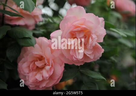 Korallen-rosa Kletterrose (Rosa) Duftfest blüht auf einer Ausstellung im Mai Stockfoto