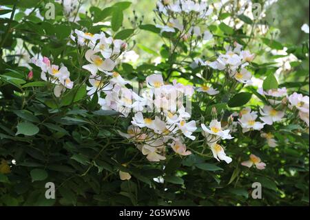 White Climbing Hybrid Musk Rose (Rosa) Francis E. Lester blüht im Juni in einem Garten Stockfoto