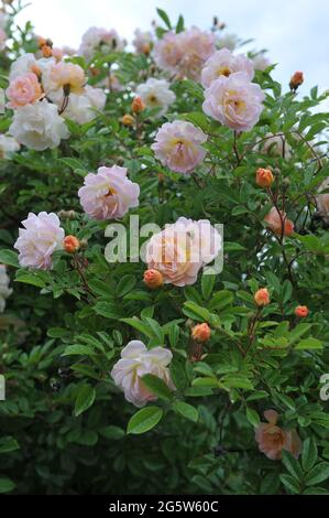 Orange-rosa Klettern Hybride Multiflora-Rose (Rosa) Ghislaine de Filigonde blüht im Juni in einem Garten Stockfoto