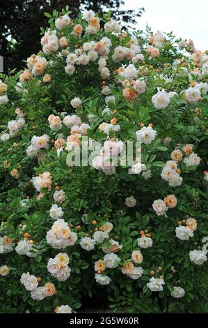 Orange-rosa Klettern Hybride Multiflora-Rose (Rosa) Ghislaine de Filigonde blüht im Juni in einem Garten Stockfoto