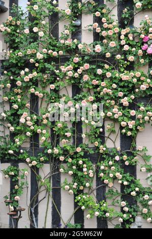 Aprikosen-rosa Kletterrose (Rosa) Gloire de Dijon blüht im Juni an einer Hauswand in einem Garten Stockfoto