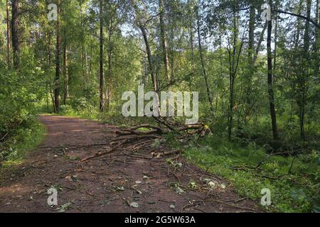 Ein umgestürzter Baum im Wald, nachdem ein Hurrikan die Straße blockiert hatte. Gesägtem Baum auf einer Forststraße, um den Weg frei zu machen. Stockfoto