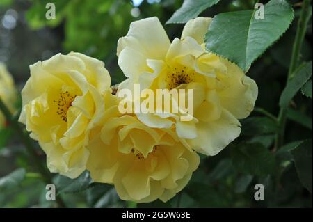 Gelbe großblütige Kletterrose (Rosa) das Golden Gate blüht im Juni in einem Garten Stockfoto