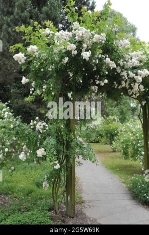 White Climbing Hybrid Multiflora Rose (Rosa) Gruss an Zabern blüht im Juni auf einer hölzernen Pergola in einem Garten Stockfoto