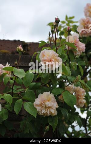 Aprikosenrosa Kletterrose Noisette (Rosa) Jaune Desprez blüht im Mai auf einer hölzernen Pergola in einem Garten Stockfoto