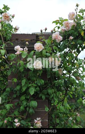 Aprikosenrosa Kletterrose Noisette (Rosa) Jaune Desprez blüht im Mai auf einer hölzernen Pergola in einem Garten Stockfoto