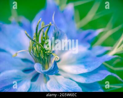 Liebe in einem Nebel aka - Nigella damascena. Blaues Gartenblumenmakro. Stockfoto