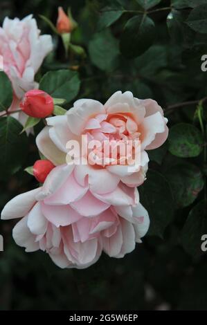 Rosa Klettern Hybride Wichurana Rose (Rosa) Jean Guichard blüht im Juni auf einer hölzernen Pergola in einem Garten Stockfoto