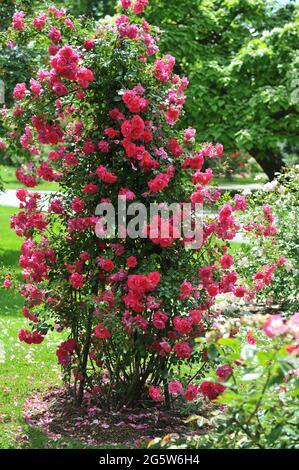 Die rote Kletterrose (Rosa kordesii) blüht im Juni auf einem metallischen Obelisken in einem Garten Stockfoto