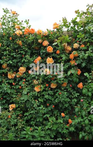 Orange kletternde Strauchrose (Rosa) Lady of Shalott CL blüht im Juni in einem Garten Stockfoto