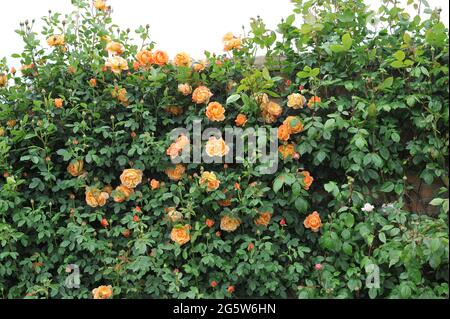 Orange kletternde Strauchrose (Rosa) Lady of Shalott CL blüht im Juni in einem Garten Stockfoto